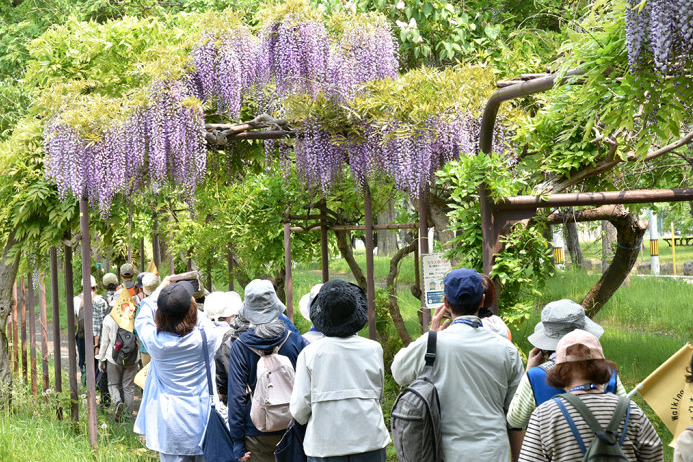 新緑ウォーキング