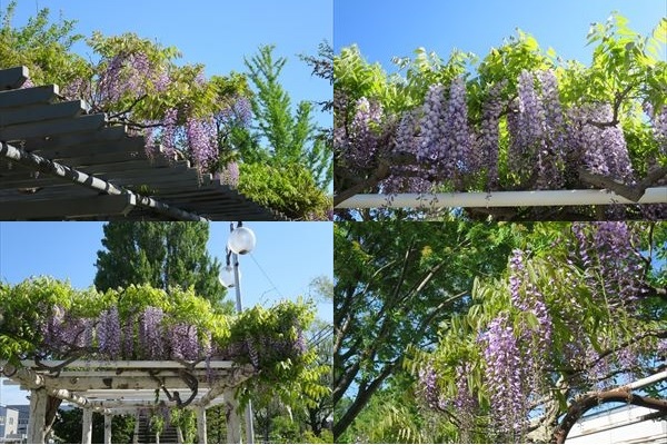 パープルロードの藤の花（令和6年5月22日）