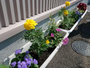 色とりどりの花たち