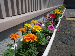 色とりどりの花たち