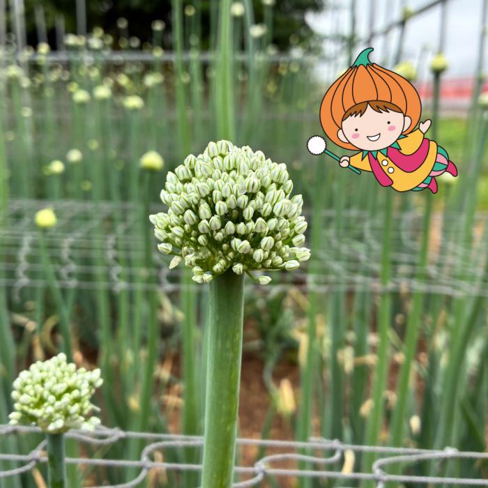 タッピーとネギボウズの写真1