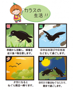 カラス