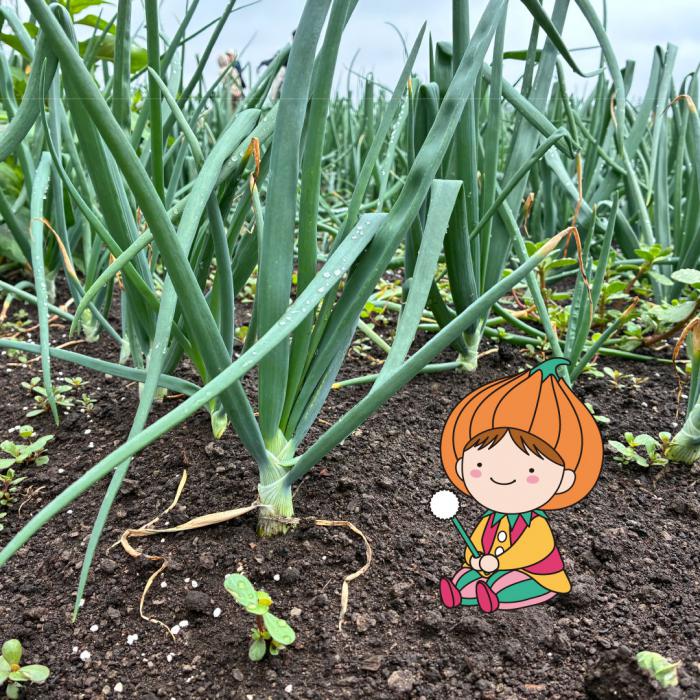 タッピーとネギボウズの写真3