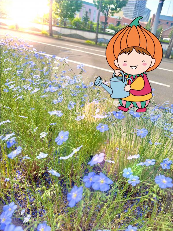 亜麻の様子を見るタッピー