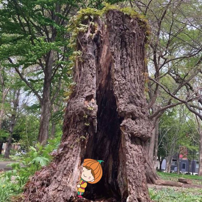 かくれんぼ
