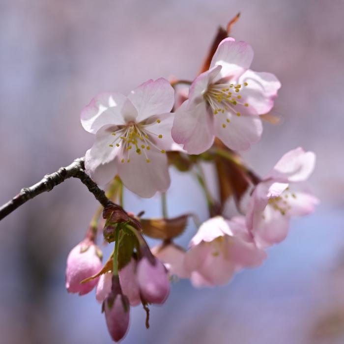 モエレ沼公園の桜