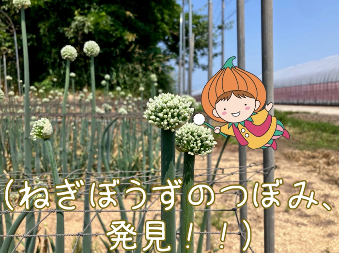 ねぎぼうずのそばで飛ぶタッピー