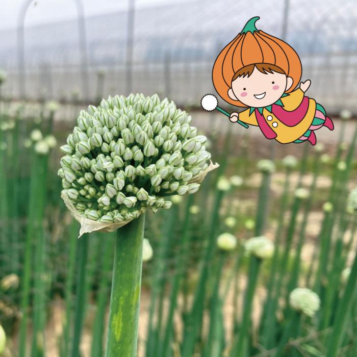 玉ねぎ