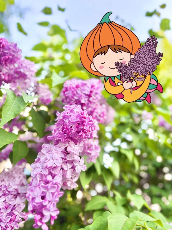 ライラックとタッピー