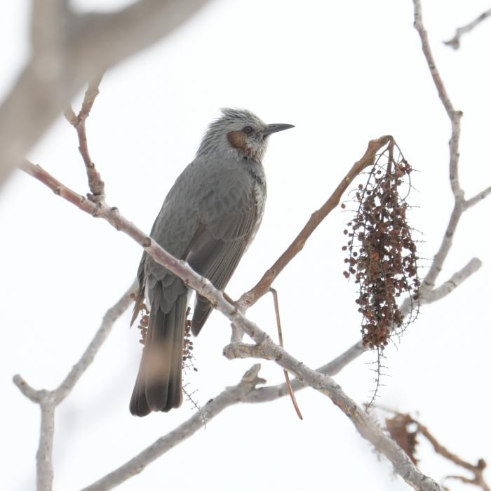 モエレ沼公園の野鳥1