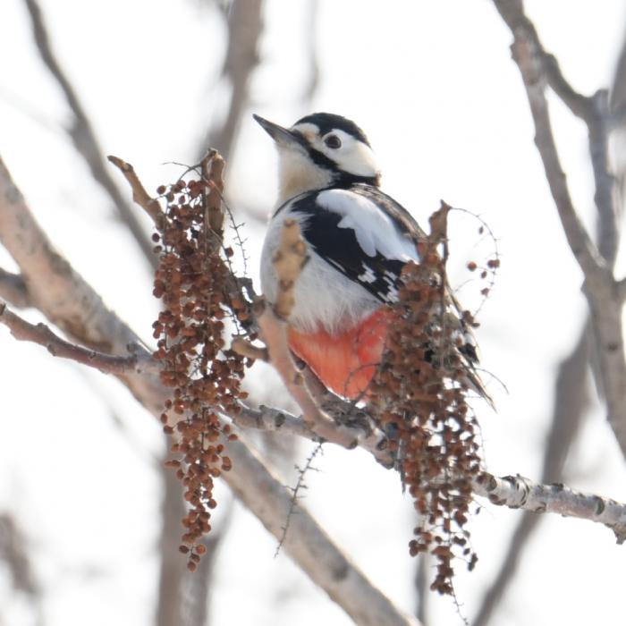 モエレ沼公園の野鳥2