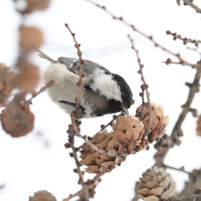 モエレ沼公園の野鳥3