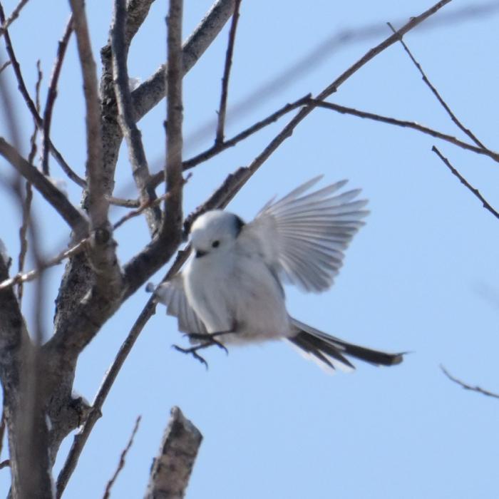 モエレ沼公園の野鳥1