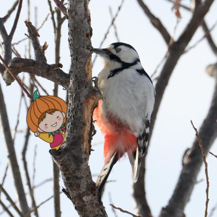 モエレ沼公園の野鳥4