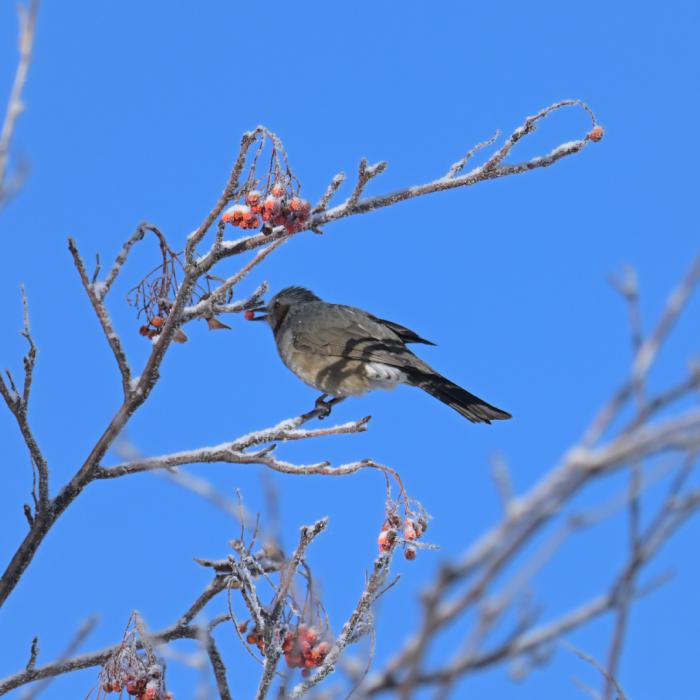 モエレ沼公園での鳥の写真