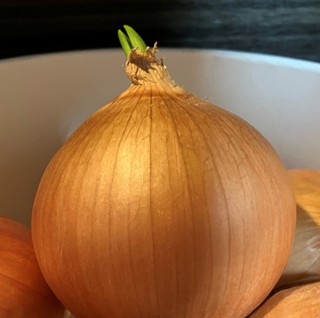 芽の出たたまねぎの写真