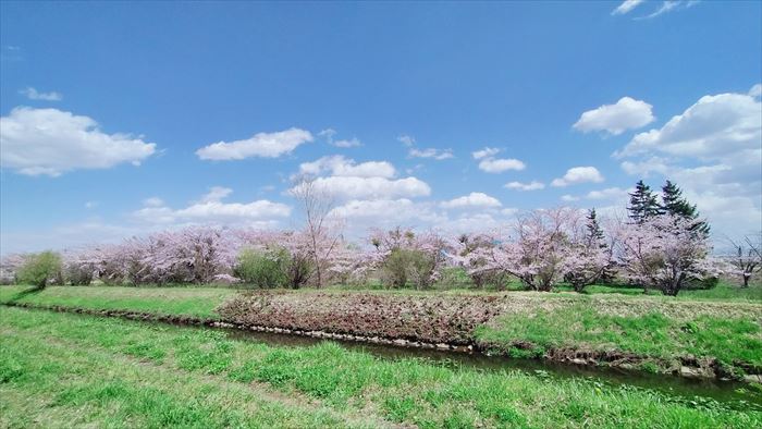 丘珠空港緑地の側を流れる伏籠川の桜