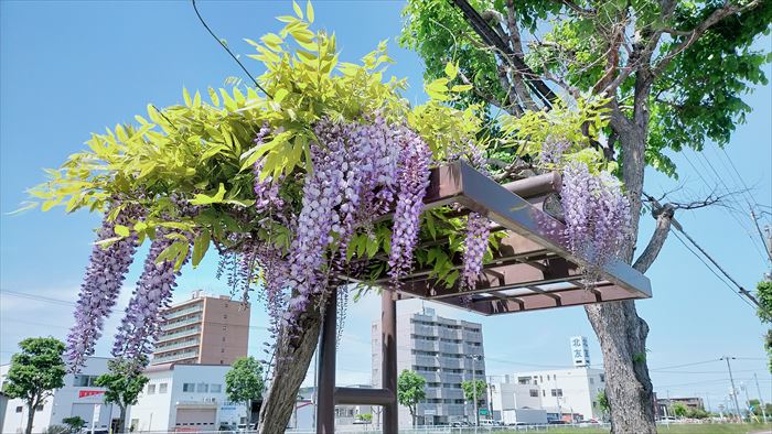 丘珠地区のパープルロードの藤の花