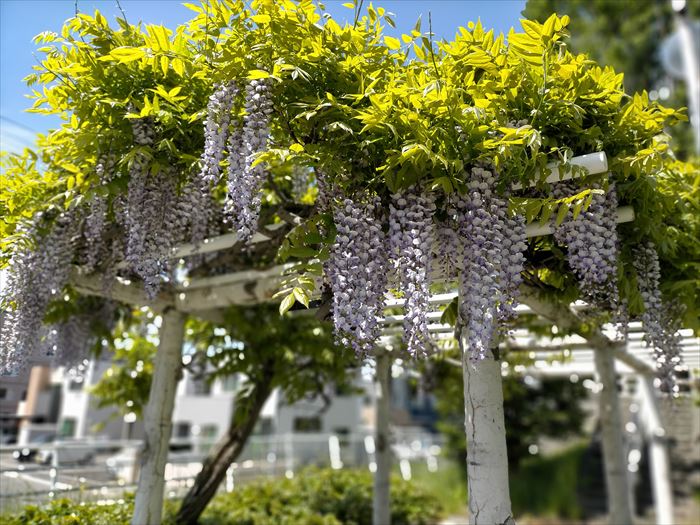 伏古地区のパープルロードの藤の花1