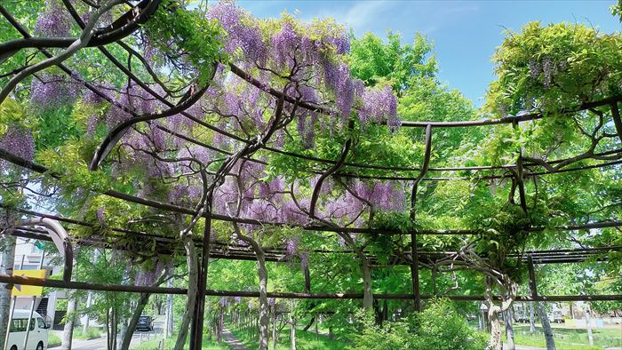 伏古地区のパープルロードの藤の花2