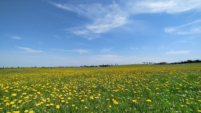 20210627に撮影したブタナの黄色に染まる丘珠緑地(1)