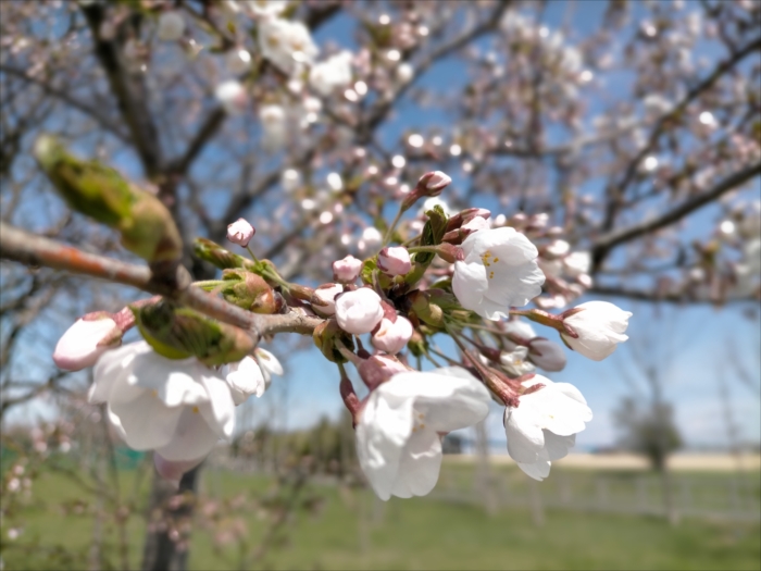 桜の花の拡大
