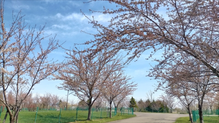 入り口付近の桜
