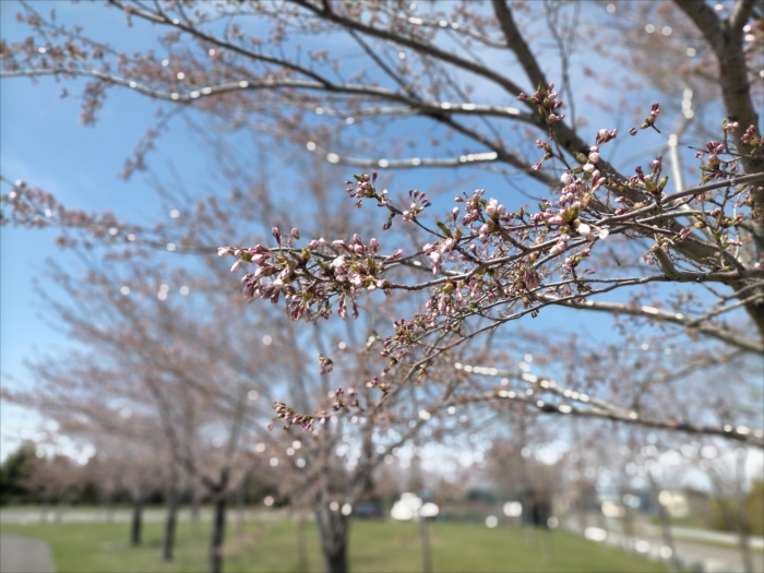 入り口付近の桜の拡大