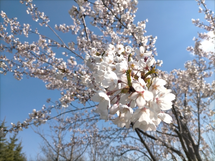 桜の花びらと青い空