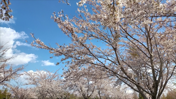 咲き誇る桜と青い空
