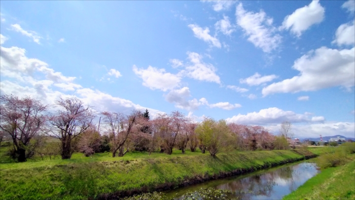 丘珠緑地の側を流れる伏籠川の桜