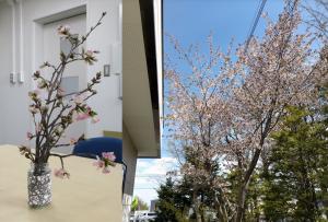 丘珠まちづくりセンターの桜