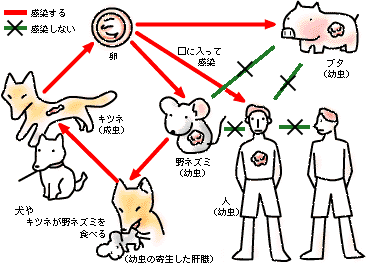 感染経路のイラスト