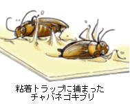 画像：粘着トラップ