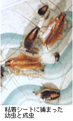 画像：粘着シートに捕まったチャバネゴキブリ