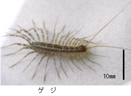 赤ちゃん ゲジゲジ 【画像付き】ムカデの幼虫には要注意！よく似たヤスデとの見分け方｜生活110番ニュース