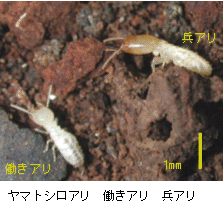 画像：働きアリと兵アリ