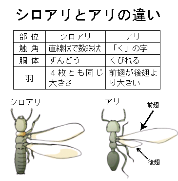 図：シロアリとアリの違い