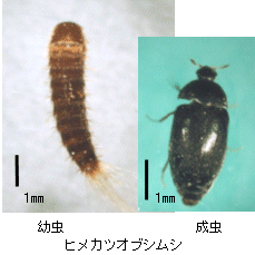 画像：ヒメカツオブシムシの成虫と幼虫