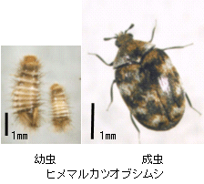 画像：ヒメマルカツオブシムシの成虫と幼虫