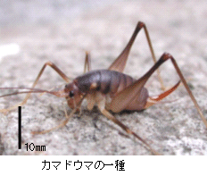 画像：カマドウマの一種