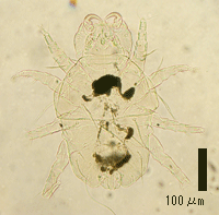 ツメダニの一種