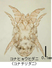 画像：コナヒョウダニ