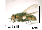 画像：クロバエ類の一種