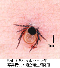 画像:吸血するシュルツェマダニ