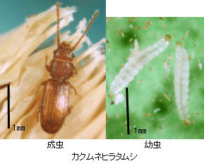 画像：カクムネヒラタムシの成虫と幼虫