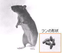 画像:ドブネズミ