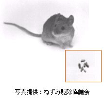 画像：ハツカネズミ