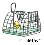 画像：生け捕りかご