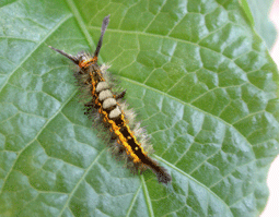ヒメシロモンドクガ幼虫背面写真
